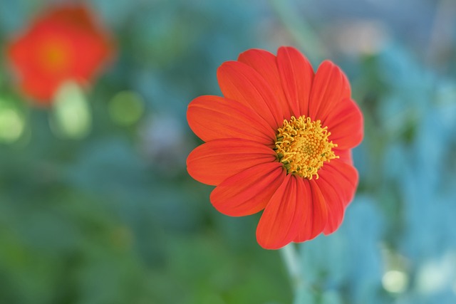 锦赛中肩部 锦赛中肩部